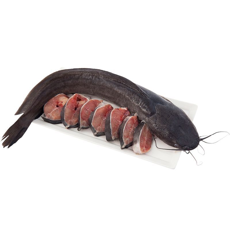 ปลาดุกขนาด 400ถึง700กรัมต่อตัว Catfish Size 400to700g. per pcs.