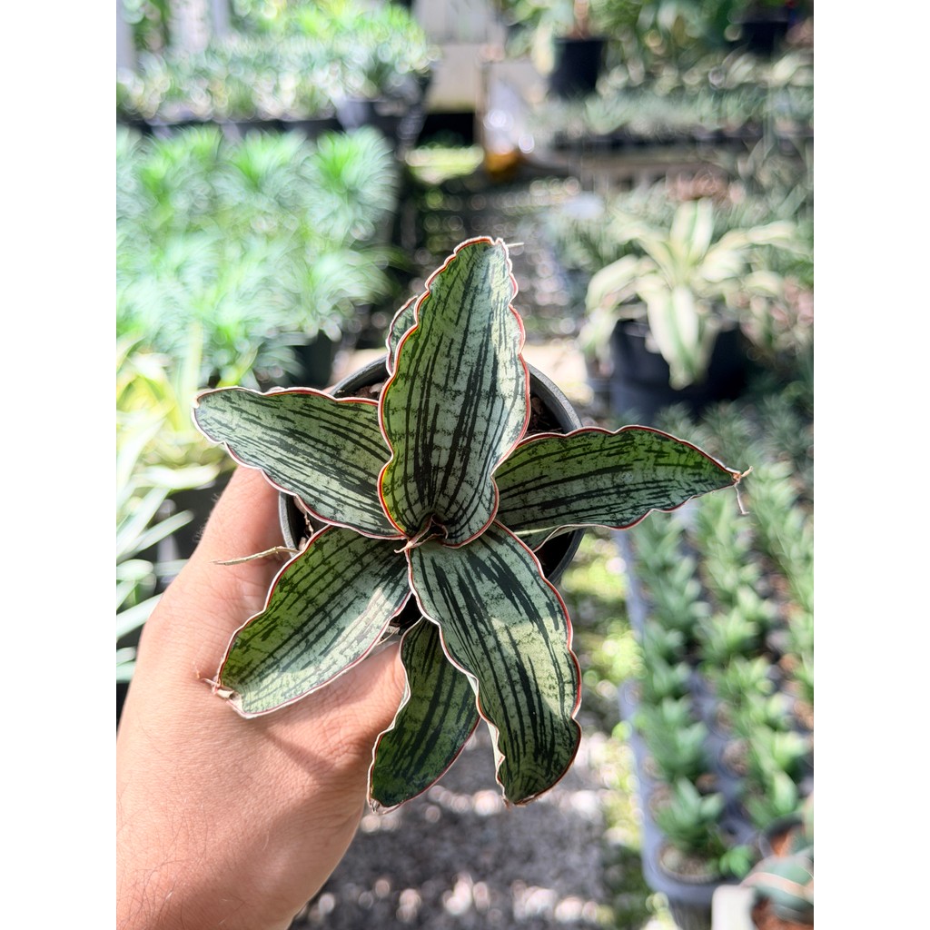 มุมมอง 6