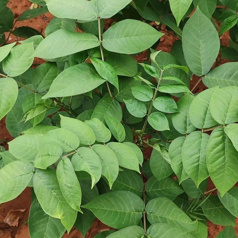 เมล็ดผักกรงเล็บใหญ่ Wangjiangnan Golden Beans Wild Lentils Claw Beans Mountain Mung Beans One Year R