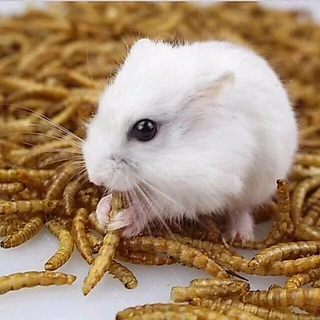 หนอนนกอบแห้ง โปรตีนสูง 100% สำหรับแฮมสเตอร์ เม่น กระรอก นก | Dried Mealworms [ZC Thai Pet]