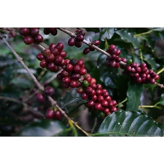 PS--Small Peaberry Full city+ Roast 1,000g. พีเบอรี่เล็กคละคั่วกลางค่อนเข้ม ส่งไว คั่วสดใหม่