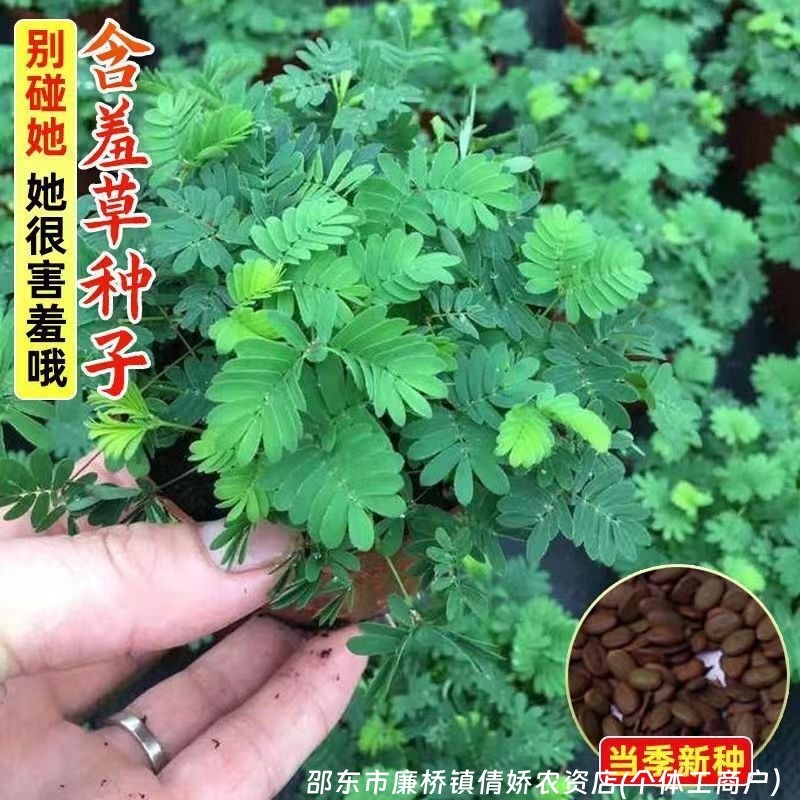Mimosa Seeds Daquan สีสันใบ Mimosa Mimosa ดอกไม้เมล็ดพืชเมล็ดเดิม Daquan ขายส่ง
