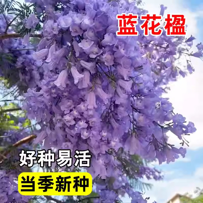 พร้อมสต็อกการจัดส่งที่รวดเร็ว Jacaranda Seeds Jacaranda Seeds Blue Fog Tree Seeds ดอกไม้กระถาง Villa