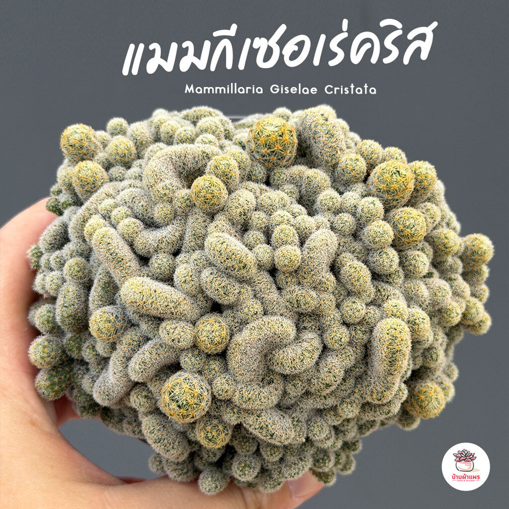 แมมกีเซอเร่คริส Mammillaria Giselae Cristata ไม้อวบน้ำ กุหลาบหิน cactus&succulentหลากหลายสายพันธุ์