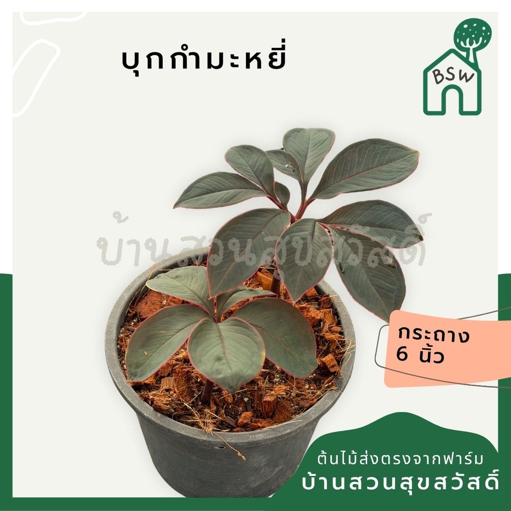 บุกกำมะหยี่ - Amorphophallus atroviridus กระถาง 6 นิ้ว