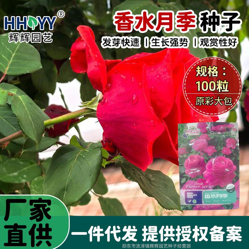现货*香水月季种子蔷薇花种子爬藤月季玫瑰四季开花爬墙攀援庭院植物种Perfume rose seeds, rose flower seeds, climbing roses20260704