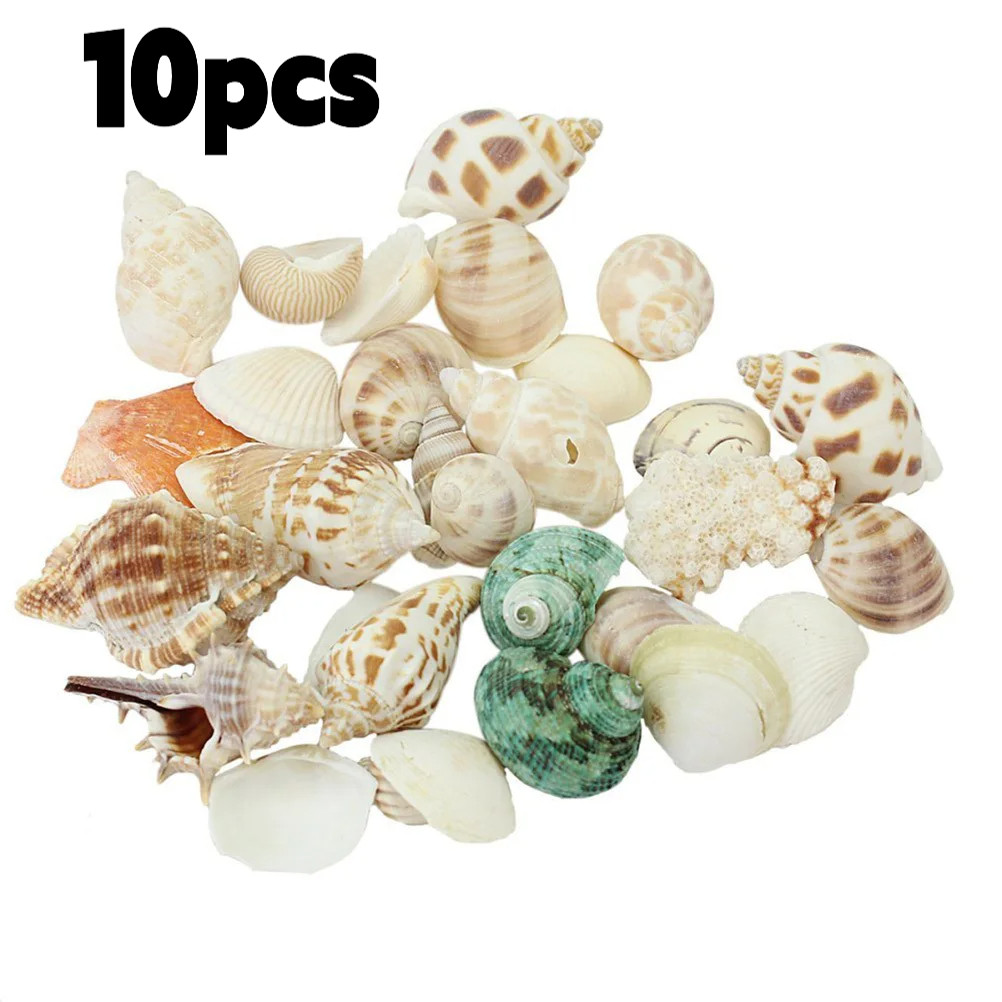 10ชิ้นผสมเปลือกหอยชายหาดเปลือกหอยที่มีสีสันชุดรูปทรงที่แตกต่างกันงานฝีมือตกแต่งบ้าน