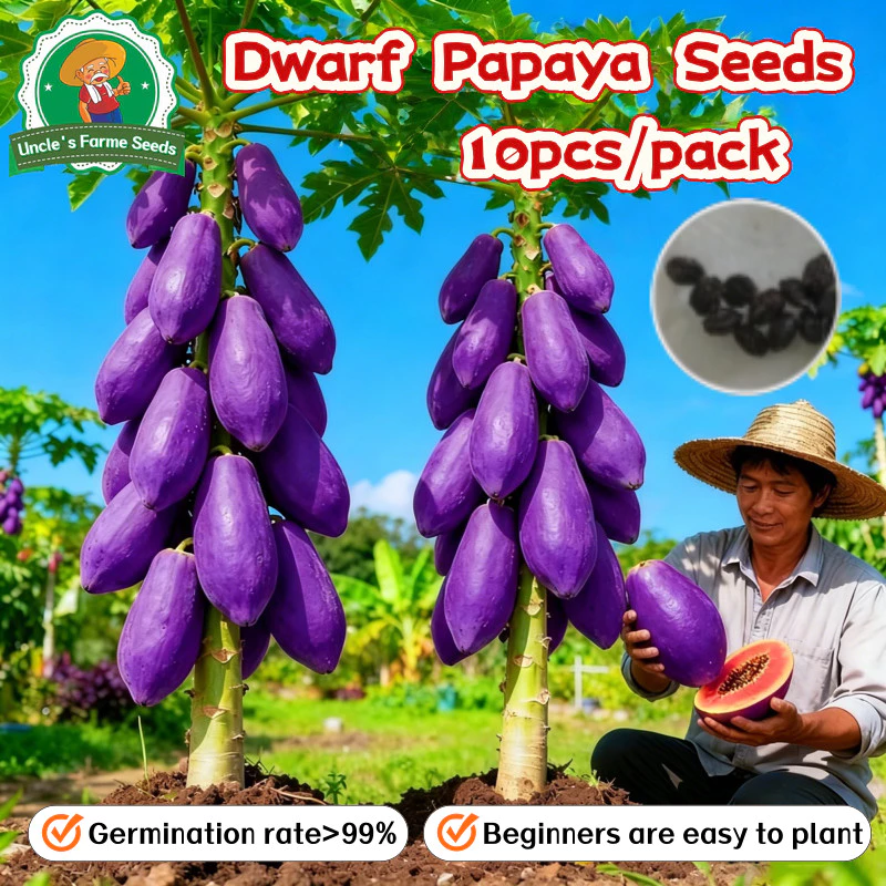 10เมล็ด/แพ็ค เมล็ดพันธุ์มะละกอสีม่วง Sweet Papaya Seeds for Planting เมล็ดพันธ์มะละกอแขกนวลดำเนิน Dwarf Papaya Fruit