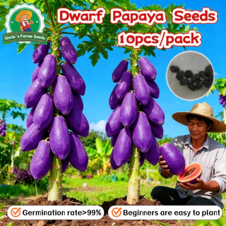 10เมล็ด/แพ็ค เมล็ดพันธุ์มะละกอสีม่วง Sweet Papaya Seeds for Planting เมล็ดพันธ์มะละกอแขกนวลดำเนิน Dwarf Papaya Fruit