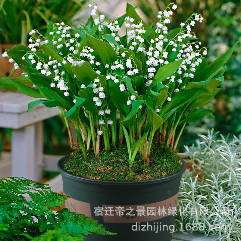 ขายร้อน Instant Lily of the Valley Lily of the Valley รากปลูกกระถางต้นไม้ระเบียงปลูกกระถางต้นไม้ดอกไ