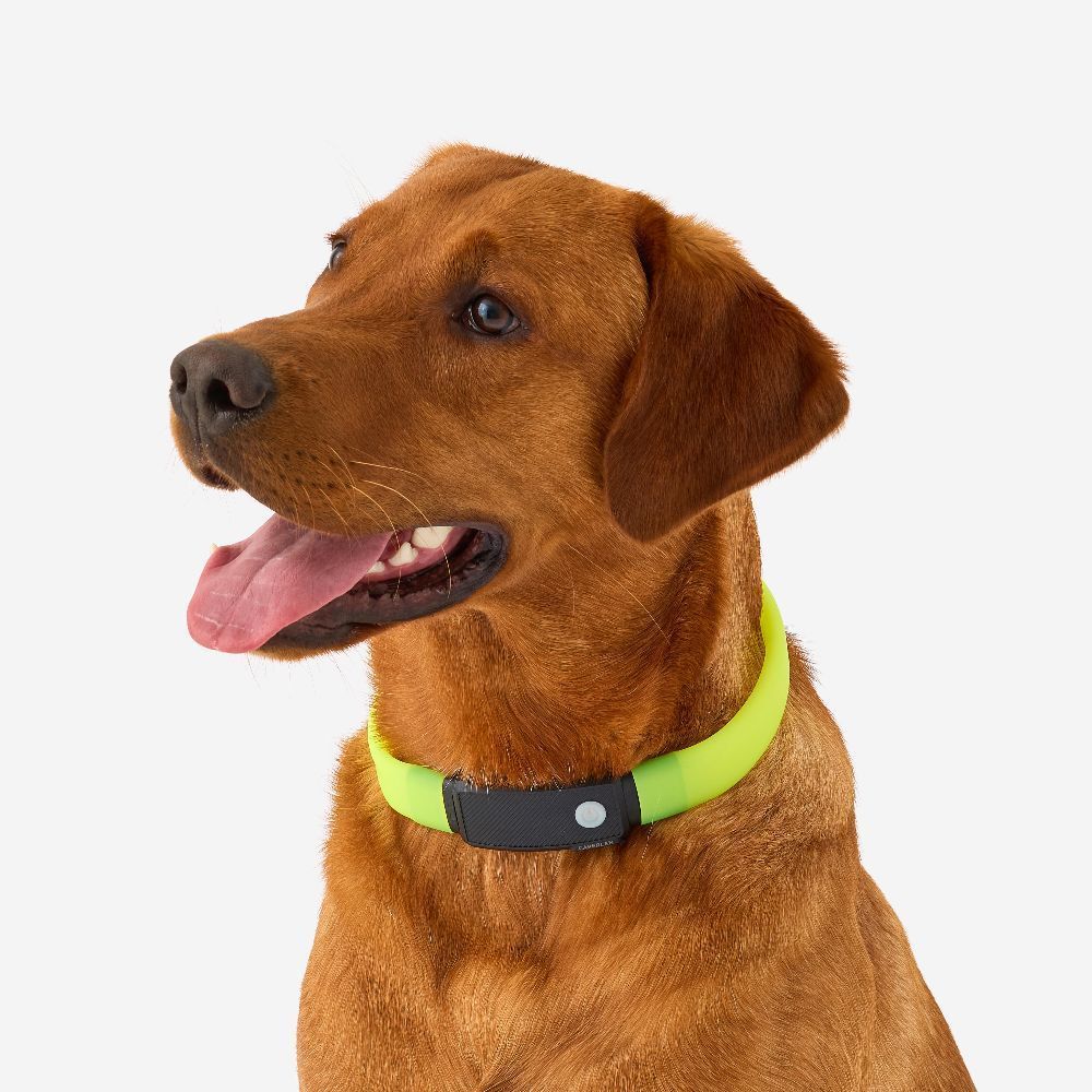 Decathlon Illuminated Dog Collar ปลอกคอเรืองแสงสำหรับสุนัข รูปที่ 4