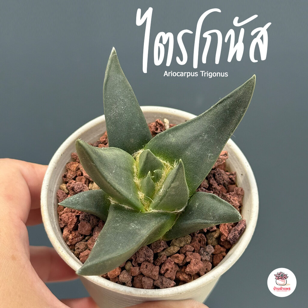 อริโอ ไตรโกนัส Ariocarpus Trigonus แคคตัส กระบองเพชร cactus&succulent