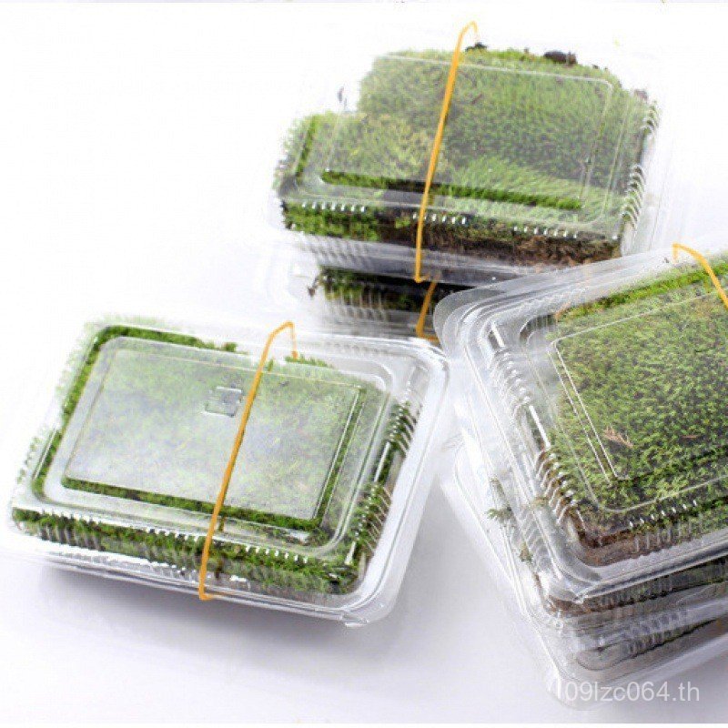 วัสดุมอส Fresh Air-Drying Accessories Micro Landscape Small Moss Wall White Hair Moss Indoor Box/PT8