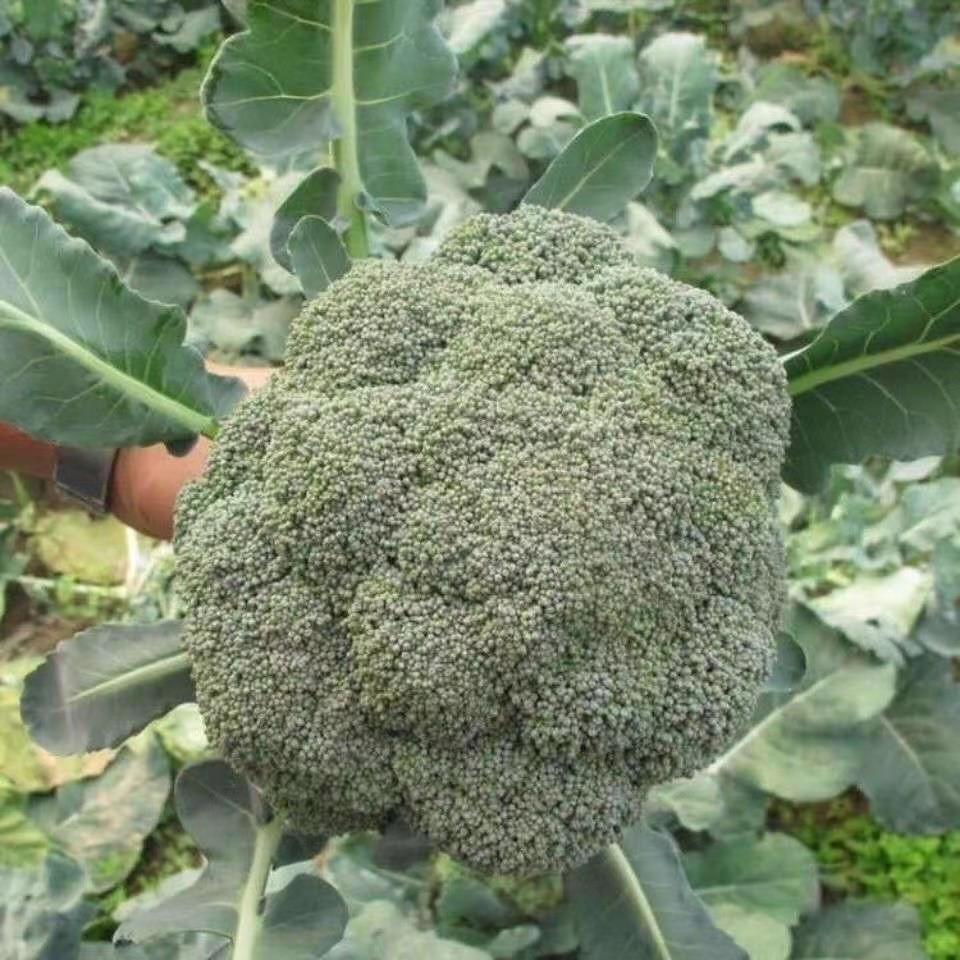 เมล็ดพันธุ์ บล็อคโคลี่ วอลทัม 150 เมล็ด  BROCCOLI SEEDS เมล็ดพันธุ์แท้ นำเข้าจากต่างประเทศ ปลูกผัก สวนครัว ถูกดี - รูปที่ 3