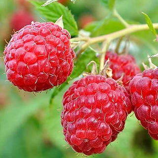 ราสเบอรี่ ฝรั่งเศส🎯ถูกที่สุด 9 บ.📌20 เมล็ด🎈งอกง่าย🌱โตไว☘️พุ่มใหญ่🌱ผลดก