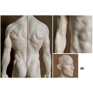 โมเดลหุ่นอนาโตมี่ หุ่นแสดงกล้ามเนื้อ ชาย หญิง Human Body Muscle Anatomical Model Medical Teaching Anatomy Model 30cm