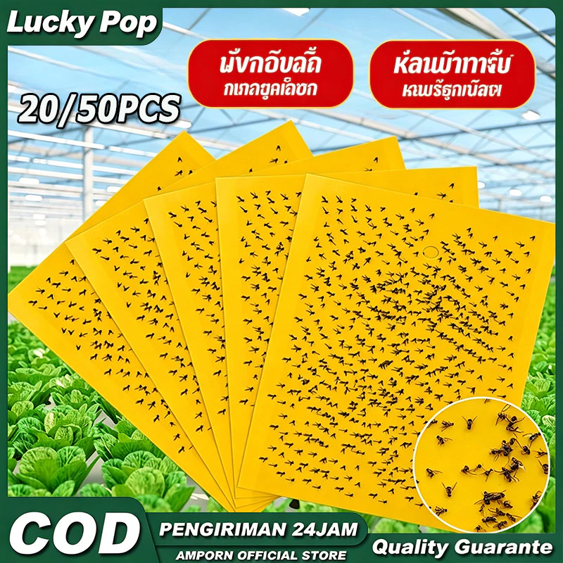 แผ่นกาวดักแมลงสีเหลือง กาวในตัวทนต่อแสงแดด แพ็ค20/50แผ่น หลายขนาด ดักแมลงวันทองและแมลงศัตรูพืช