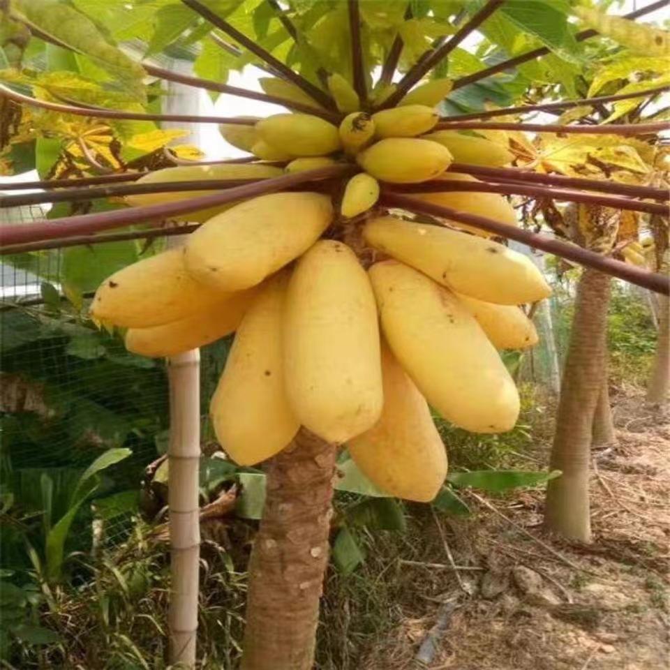 黄金奶油木瓜红心木瓜牛奶大青冰糖木瓜矮方种植四季Gold Cream Papaya Red Heart Papaya Milk Big Green Ice20260813