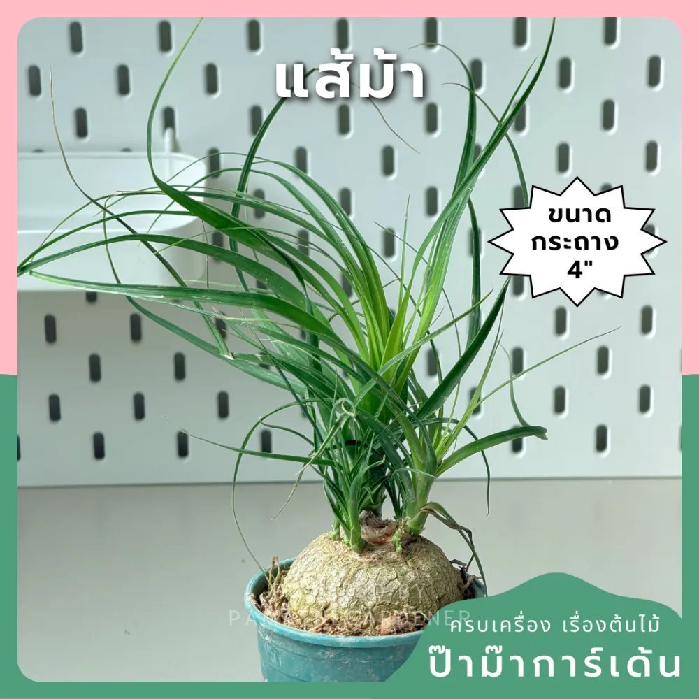 แส้ม้า 3-4 นิ้ว - Pencil Cactus, Firestick Plant