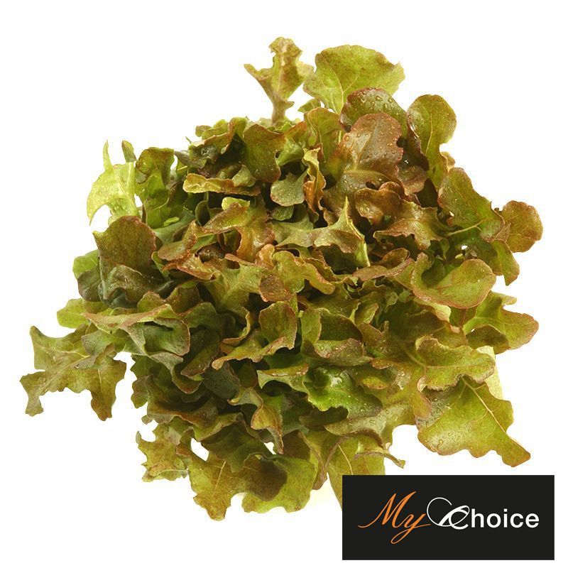 มายช้อยส์เรดโอ๊ค My Choice Red Oak [หมายเลขบาร์โค้ด 0000034420027] สินค้าคุณภาพดีคัดสรรเพื่อคุณ