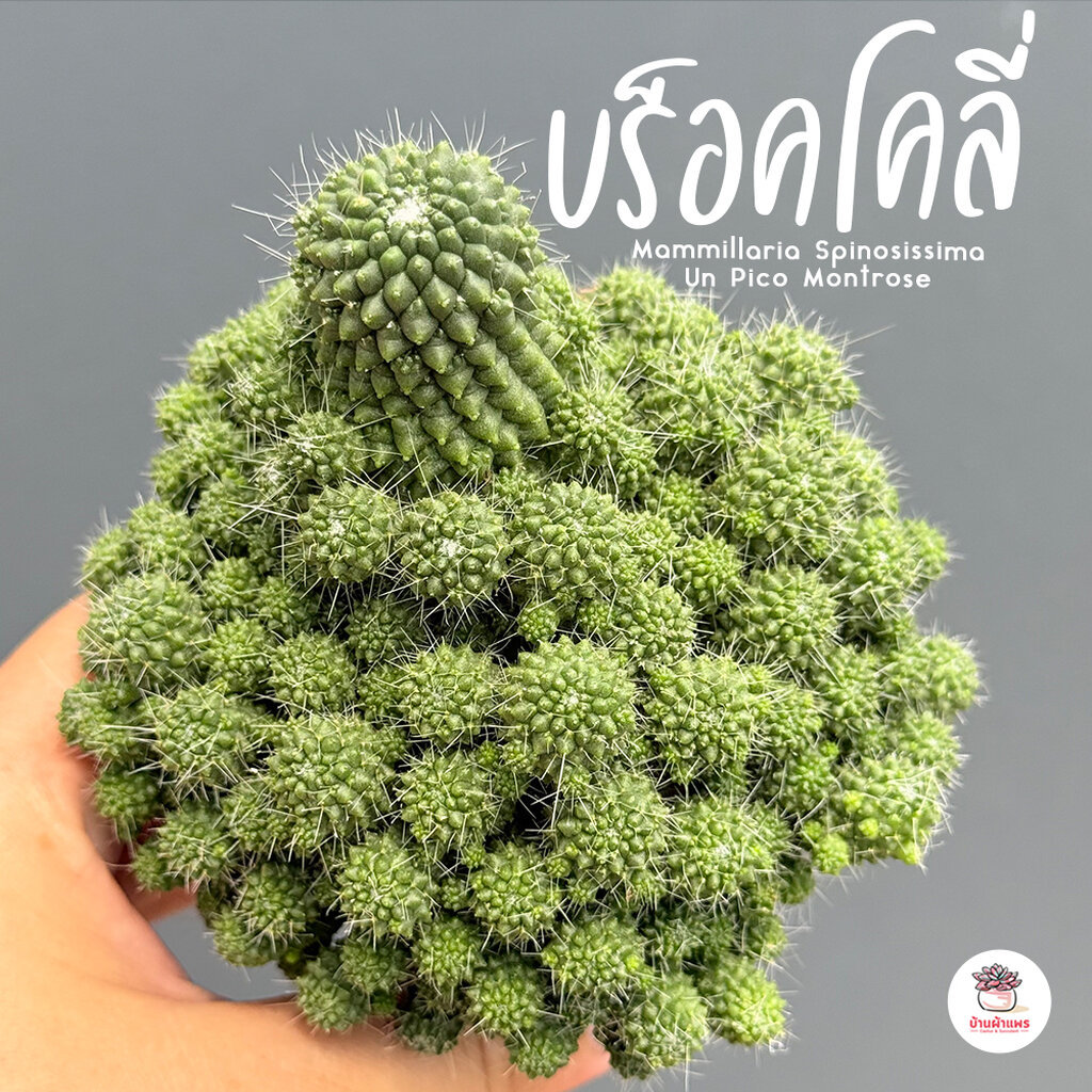 แมมบร็อคโคลี่ Mammillaria Spinosissima Un Pico Montrose แคคตัส กระบองเพชร cactus&succulent