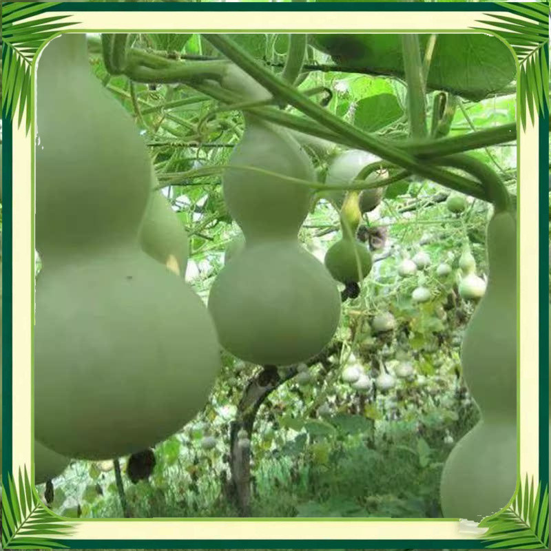 เมล็ดพันธุ์ น้ำเต้าเซียน ผลใหญ่ Big Bottle Gourd Seed  เมล็ด คุณภาพดี ของแท้ งอกดี ปลูกง่าย เมล็ดพันธุ์ ตราโกลด์