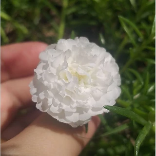 💐กิ่งคุณนายตื่นสาย 🌷กิ่งแพรเซี่ยงไฮ้ 👉เลือกสีได้ 10 กิ่ง (8บาท) สั่งขั้นต่ำ 20฿