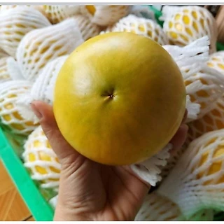 ต้น เอบิว สายพันธุ์ใต้หวัน พร้อมส่งขั้นต่ำ 2ต้นขึ้นไป