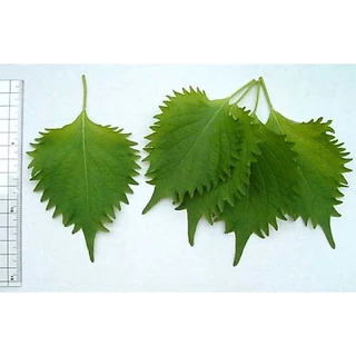 เมล็ดพันธุ์ชิโสะ Green Shiso สีเขียว เมล็ด​พันธุ์​โอบะ​ 50-120​ เมล็ด เมล็ดใบงาเกาหลี​ [ซื้อ 10 แถม1คละได้]