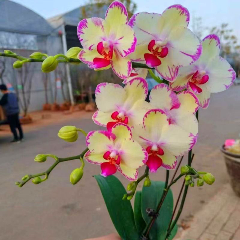 Change Phalaenopsis Orchid Seeds Four Seasons ดอกขี้เกียจสํานักงานระเบียงดอกไม้ดูพืช Snow Jade Phala