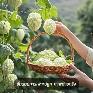 พันธุ์มะระขาวแอปเปิ้ล 5เมล็ด ลูกอวบใหญ่ หวานกรอบ【ซื้อ 5 แถม 5 ฟรี】