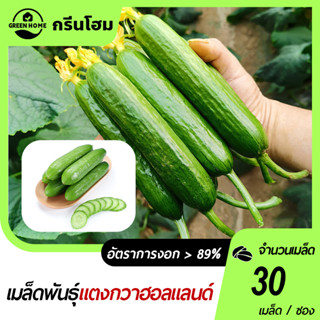 เมล็ดแตงกวาฮอลแลนด์ 30 เมล็ด📌 แตงกวาผลไม้☘️ ปลูกง่าย📌 หวานแล…