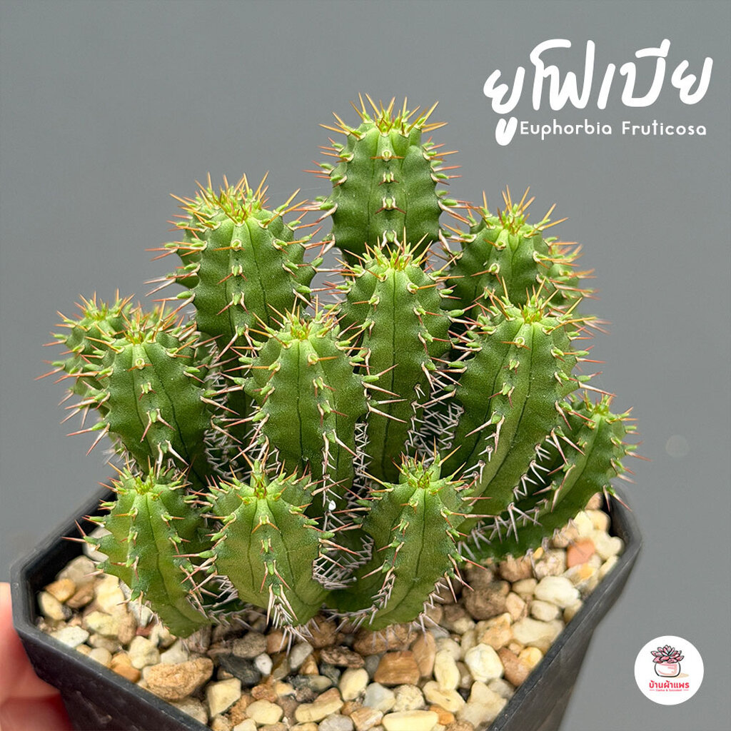 ยูโฟเบีย Euphorbia Fruticosa แคคตัส กระบองเพชร cactus&succulent