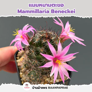 รวมกระบองเพชรและไม้อวบน้ำ หลายสายพันธุ์ ส่งทั้งกระถาง กุหลาบหิน cactus&succulent