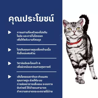 [เซตสุดคุ้ม] Hill's Science Diet อาหารแมว อายุ 1-6 ปี สูตรแมวเลี้ยงในบ้าน ขนาด 1.6 กก. (2 ถุง)