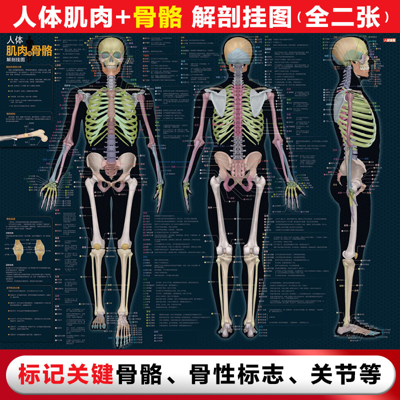 Anatomy Atlas Ergonomic Atlas Ergonomic Ergonomic Atlas Ergonomic Book Anatomy Train Ergonomic สี At