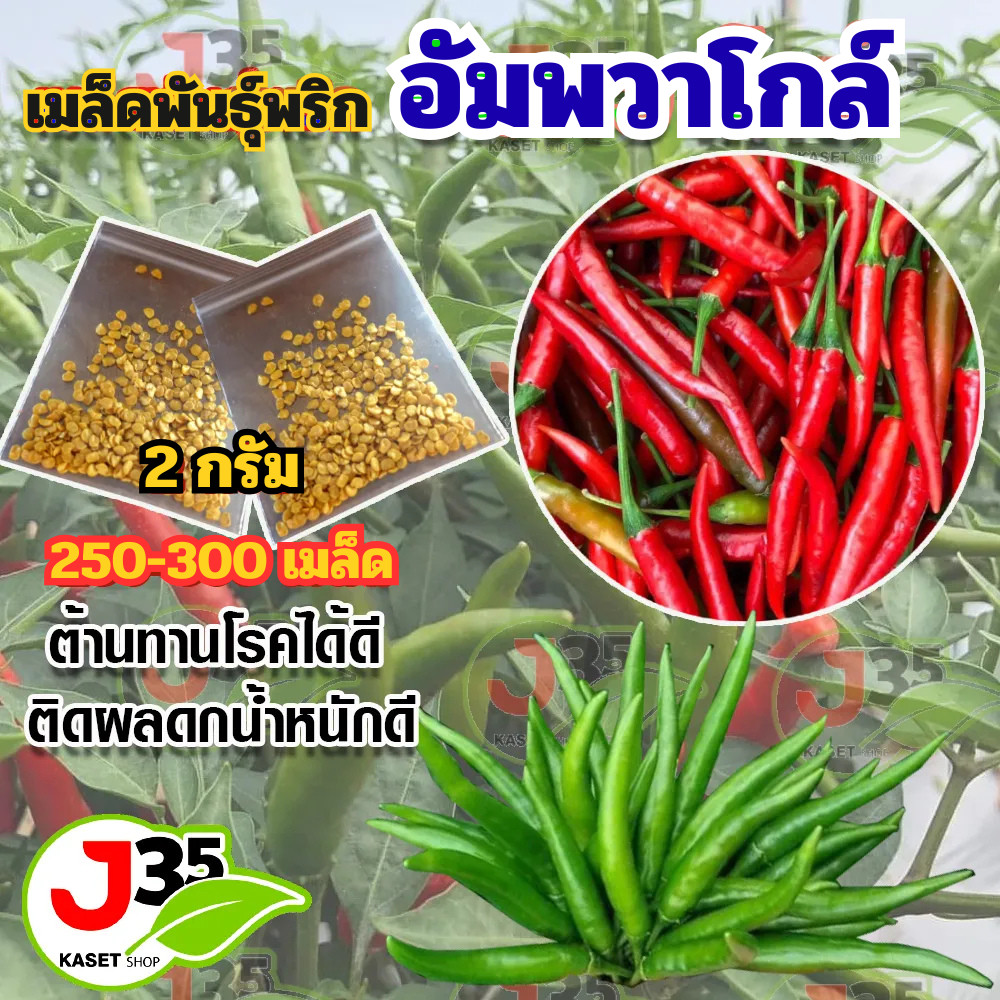 เมล็ดพริดอัมพวาโกล์ พริกอัมพวาโกล์ พริกเขียว พริกแดง เมล็ดพันธุ์พริก