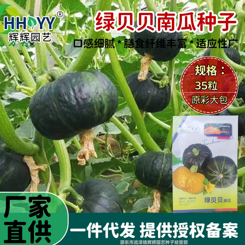 现货*绿贝贝南瓜种子板栗小南瓜种籽甜香糯小南瓜种子家庭菜园基地种子Green Beibei pumpkin seeds, chestnut-type mini pumpkin seeds, sweet