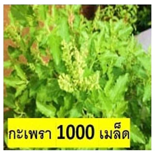 พืชผักสวนครัว สวนแทนใจ ไร่ดอกเหงื่อ เมล็ดพันธุ์ ปลูกต่อได้
