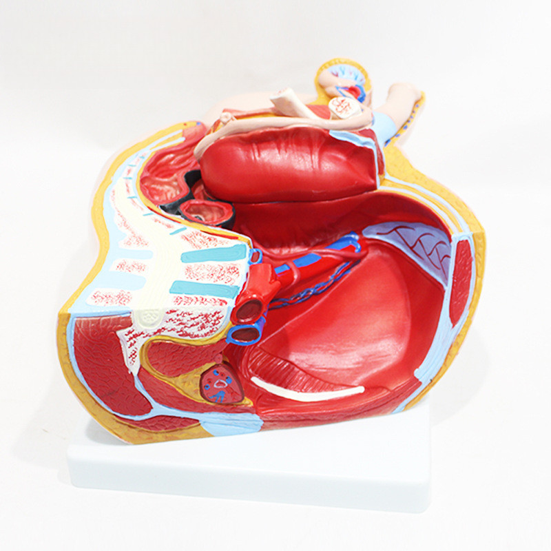 แบบจําลองกระดูกเชิงกรานชายที่ถอดออกได้ 2 ส่วนประกอบมนุษย์ Pelvis Anatomy เครื่องมือการสอนทางการแพทย์