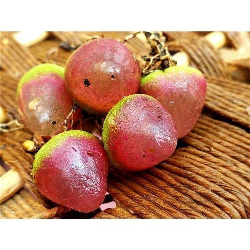 ขายร้อน Conophytum Burger Conophytum Burger Conophytum Burger เมล็ดฉ่ําที่ต้องการ Red Mother Book