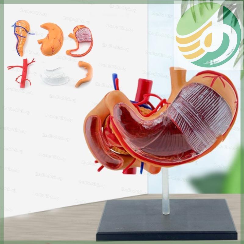 Yf5 เช่นสํารวจการทํางานภายในของกระเพาะอาหารด้วยการดูแลสุขภาพรุ่น Anatomy 4D นี้