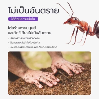 Antiant เจลกำจัดมด แอนติแอนท์ เหยื่อกำจัดมด เจลล่อมด หยดเดียวตายยกรัง 50g/30g เพิ่มปริมานขึ้น
