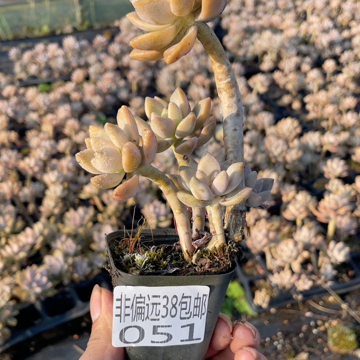 051 Little Light Snow Welfare Volume Shooting