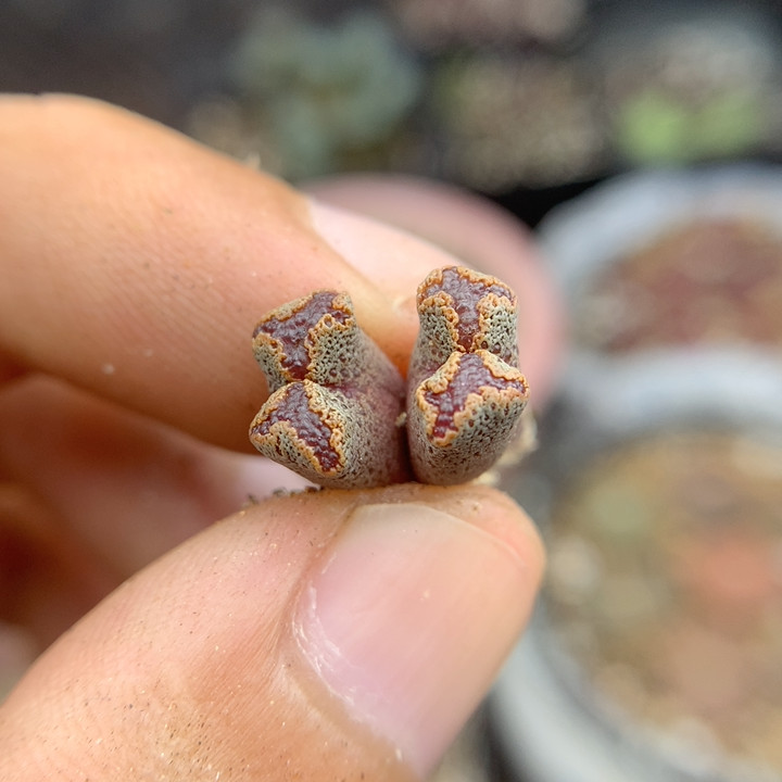 ถ่ายทอดสดดอกไม้หินมีชีวิตที่คุ้มค่า 539