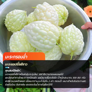 พันธุ์มะระขาวแอปเปิ้ล 5เมล็ด ลูกอวบใหญ่ หวานกรอบ【ซื้อ 5 แถม 5 ฟรี】