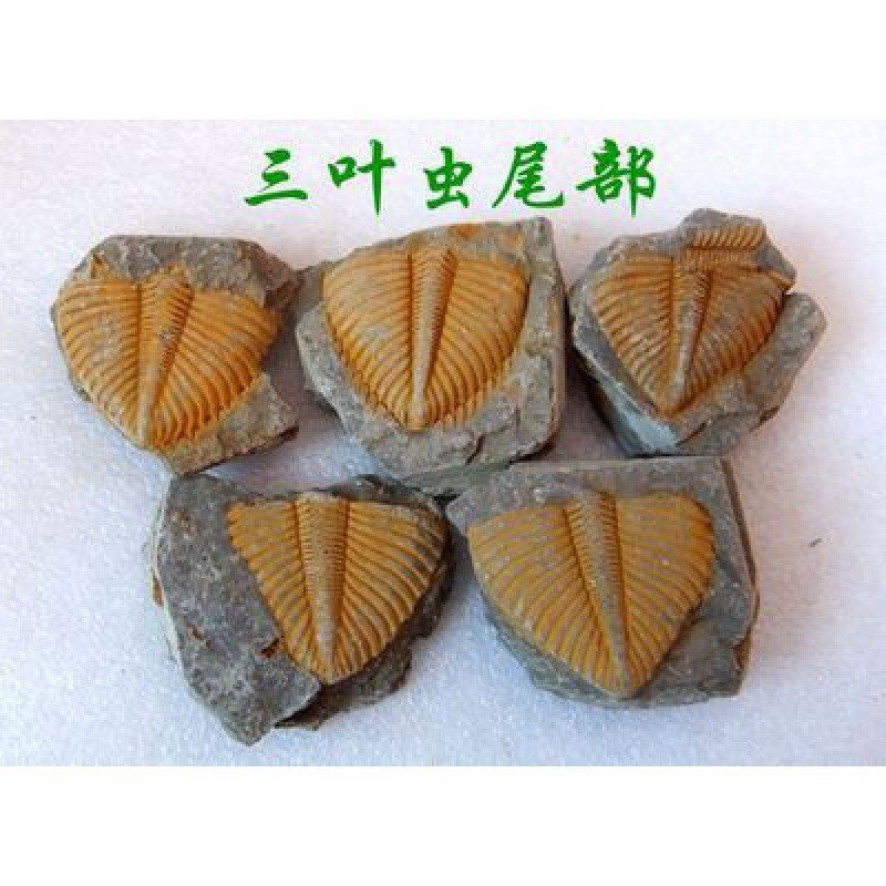 มงกุฎมงกุฎโคลเวอร์แมลง เซียงซี หางฟอสซิล 500 ล้านระยะทางปัจจุบันหางระดับ 8888 ด้วงอัญมณีบันทึกดูคําอ