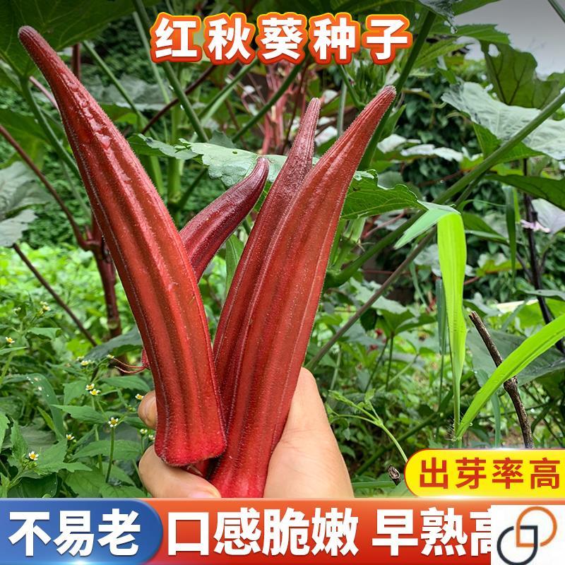 现货热卖红色水果秋葵种孑 黄秋葵籽盆栽农家奶油秋葵种子苗耐热蔬菜种籽Red fruit okra seeds, yellow okra seeds for potted plants20260824