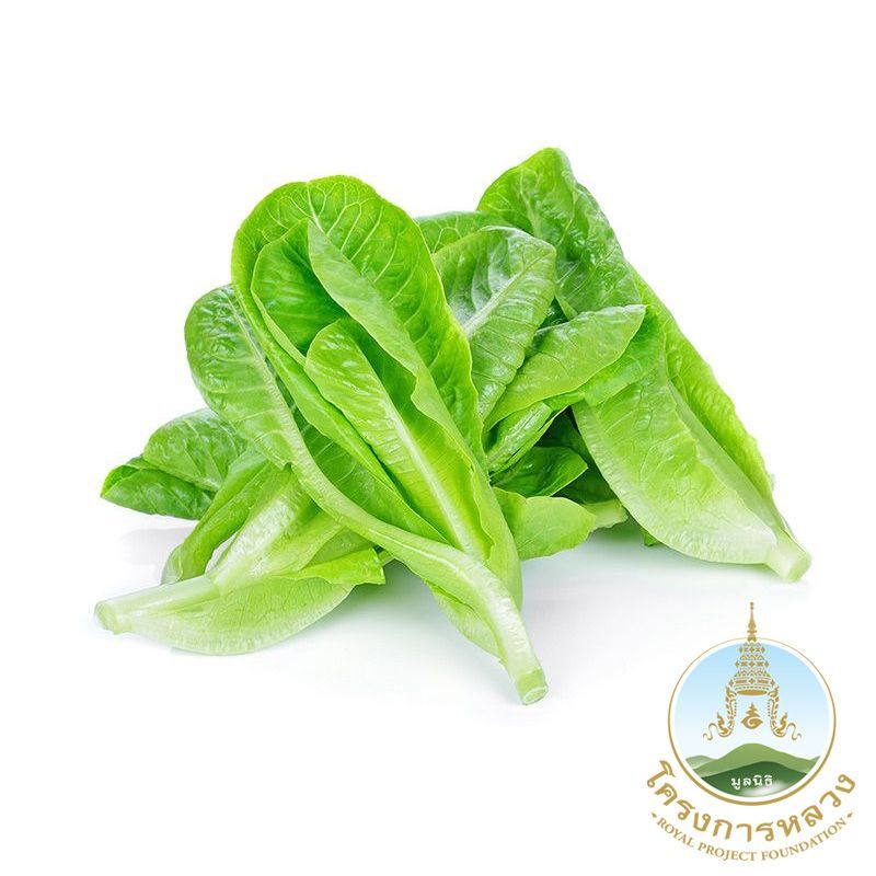 โครงการหลวงสลัดคอส 200กรัม Royal Project Cos Lettuce 200g.