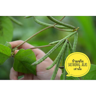 ถั่วเขียวเมล็ดพันธุ์สำหรับปลูก กระสอบ 5 กิโล พันธุ์ KU4 และ ชัยนาท3 พร้อมปลูก